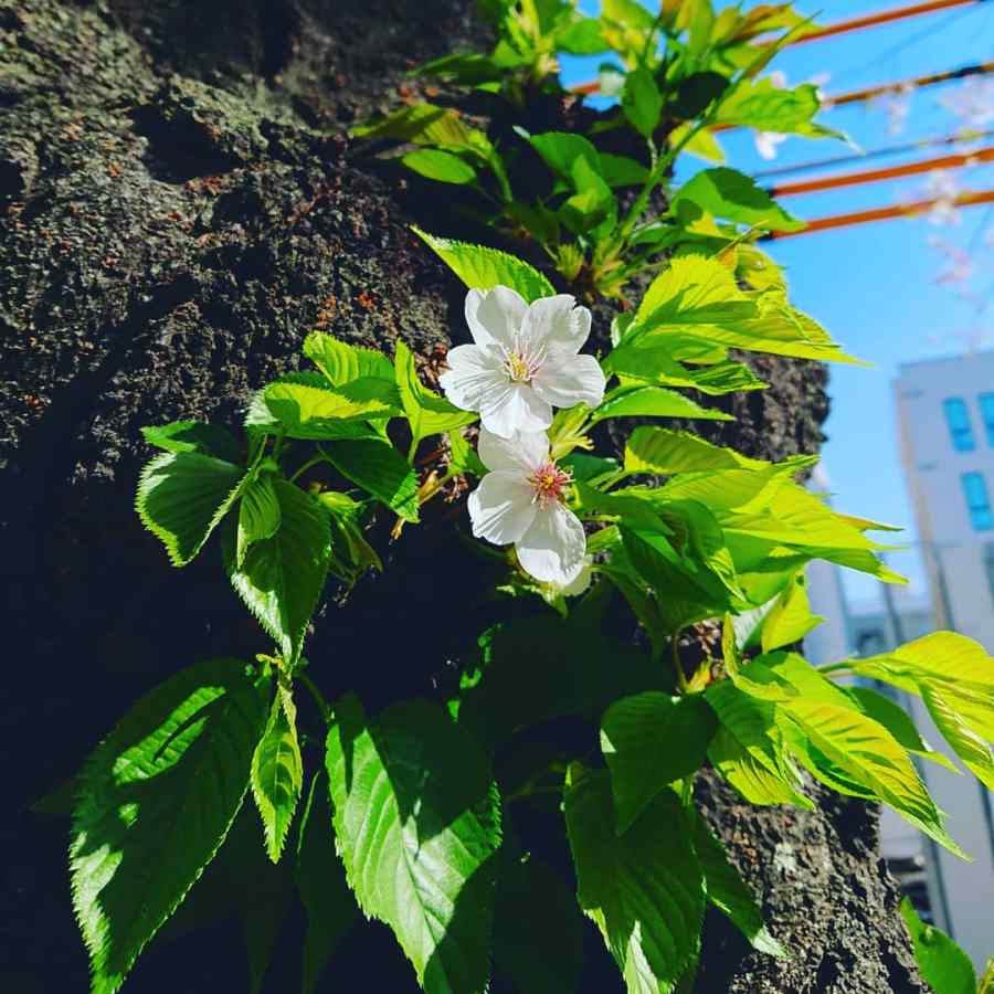 o1080108014164040403[1]