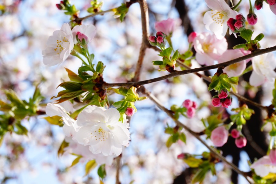 o1616108014164040408[1]