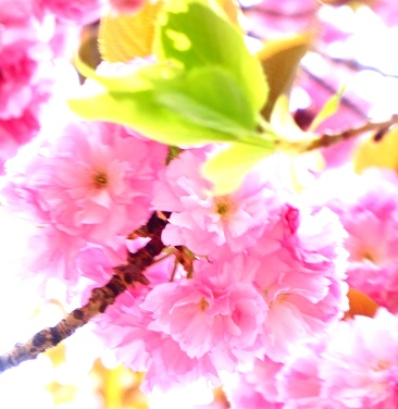 o0366037614165415809[1]