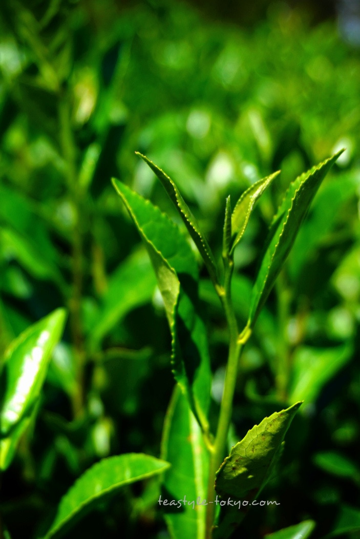 o0703105214273228933