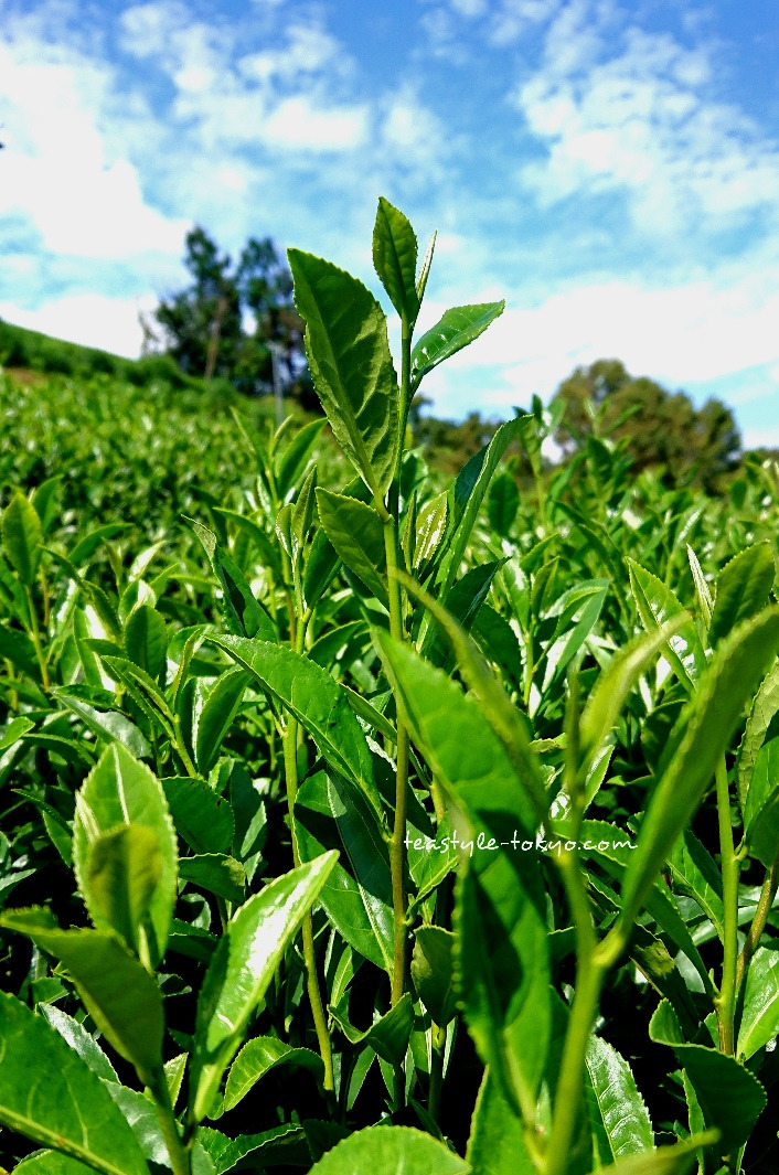 o0706106514273228569